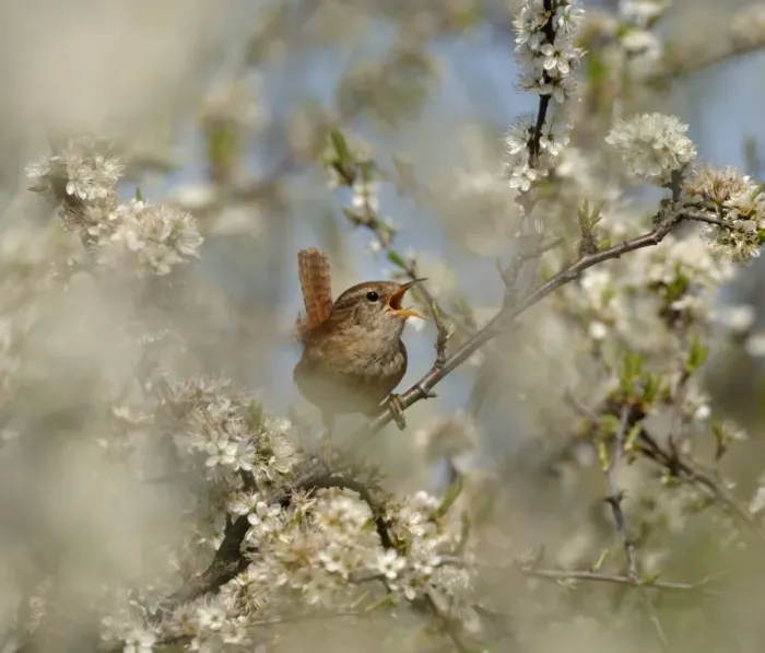 Framed Print : Wren Troglodytes troglodytes in song amongst Blackthorn Kent spring Framed Print : Wren Troglodytes troglodytes in song amongst Blackthorn Kent spring