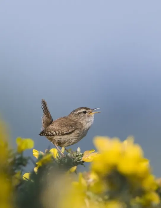 Framed Print : Wren Troglodytes troglodytes in song Norfolk April Framed Print : Wren Troglodytes troglodytes in song Norfolk April