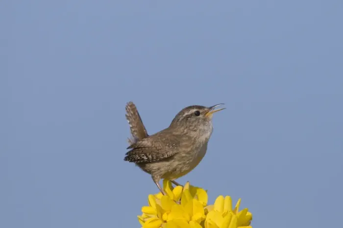 Framed Print : Wren Troglodytes troglodytes in song Norfolk April Framed Print : Wren Troglodytes troglodytes in song Norfolk April