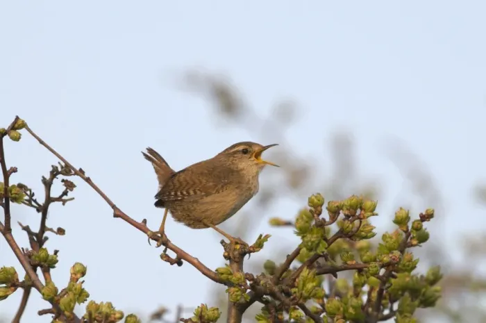 Framed Print : Wren Troglodytes troglodytes in song Norfolk spring Framed Print : Wren Troglodytes troglodytes in song Norfolk spring