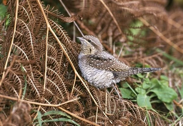 Wryneck, Jynx torquila, migrant, St Marys, Isles of Scilly, October