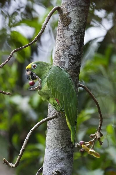 Yellow-crowned Parrot Amazona ochrocephala Iquitos Peru
