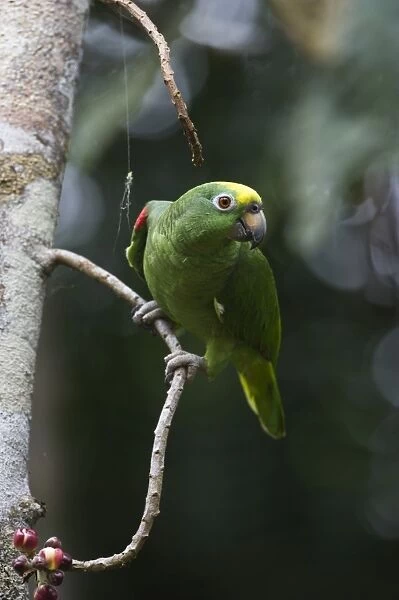 Yellow-crowned Parrot Amazona ochrocephala Iquitos Peru