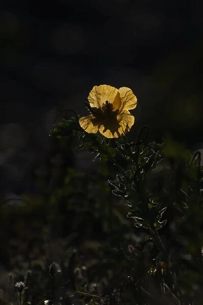 Yellow-horned poppy growing on beach Cley Norfolk summer