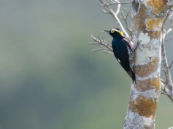 Yellow-tufted Woodpecker Melanerpes cruentatus Amazon Peru