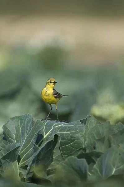 Yellow Wagtail Motacilla flava male in cabbage field Lincolnshire July
