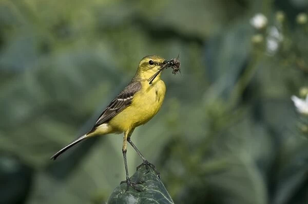 Yellow Wagtail Motacilla flava male with food for young in nest under cabbage leaf
