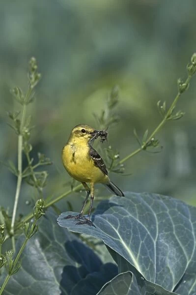 Yellow Wagtail Motacilla flava male with food for young in nest under cabbage leaf