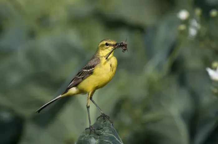 Framed Print : Yellow Wagtail Motacilla flava male with food for young in nest under cabbage leaf Framed Print : Yellow Wagtail Motacilla flava male with food for young in nest under cabbage leaf