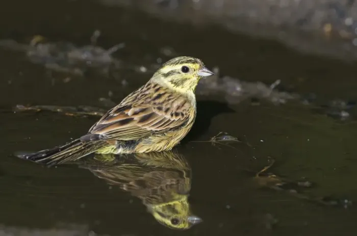 Framed Print : Yellowhammer Emberiza citrinella female bathing in puddle Norfolk spring Framed Print : Yellowhammer Emberiza citrinella female bathing in puddle Norfolk spring