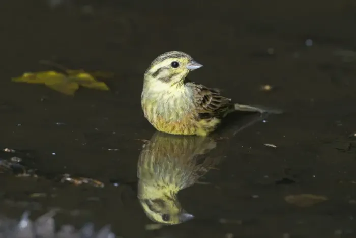 Framed Print : Yellowhammer Emberiza citrinella female bathing in puddle Norfolk spring Framed Print : Yellowhammer Emberiza citrinella female bathing in puddle Norfolk spring