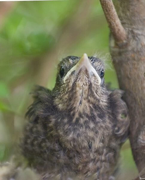 young Blackbird Turdus merula in nest in garden UK