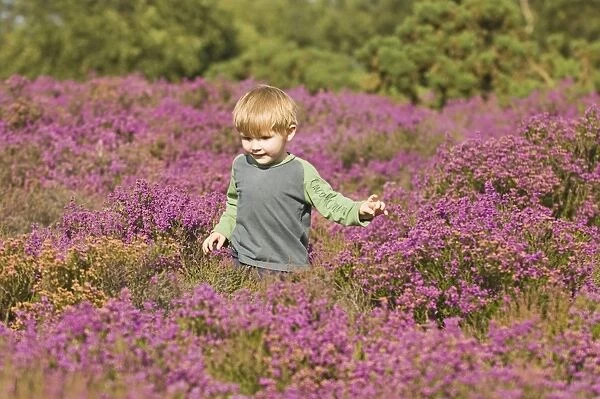 Young boy (3) amongst heather in summer Norfolk UK
