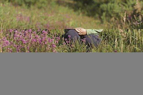 Young boy (3) peering amongst heather in summer Norfolk UK