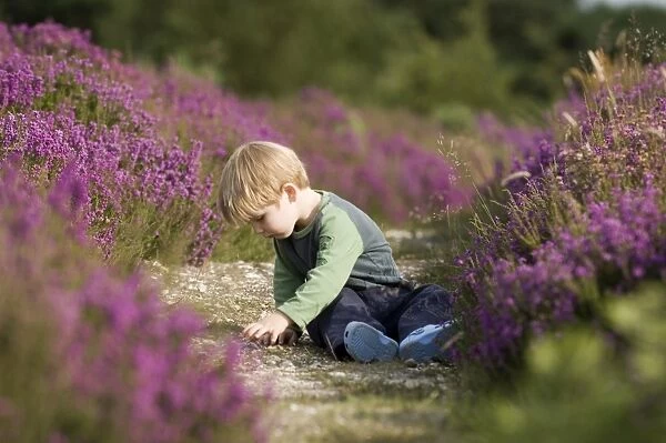 Young boy (3) peering on path amongst heather in summer Norfolk UK