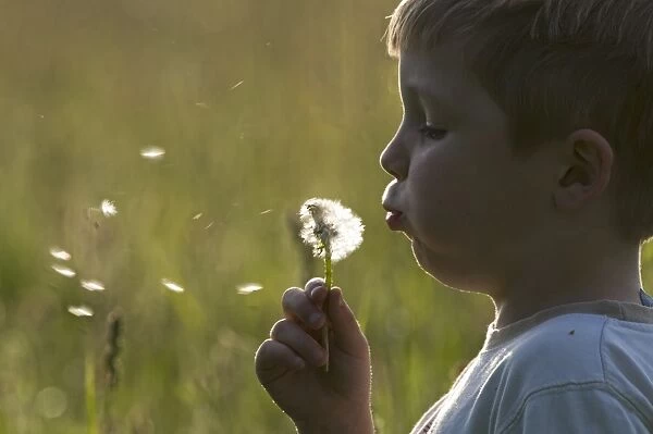 Young boy blowing dandelion head Norfolk May