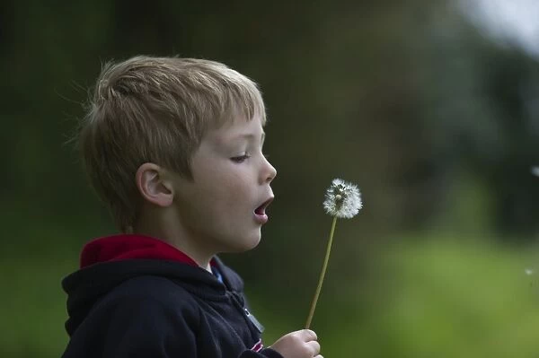 Young boy blowing a dandelion head Norfolk May