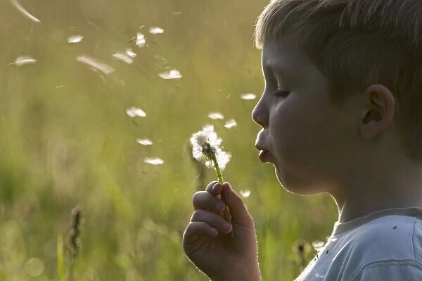 Young boy blowing seeded dandelion head in hay meadow Norfolk may
