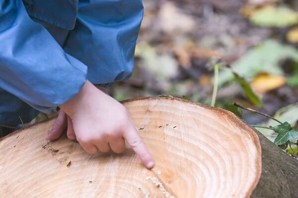 Young boy counting growth rings on tree stump Norfolk winter