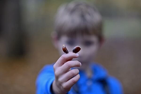 Young boy holding up Sweet Chestnuts in woodland autumn Norfolk