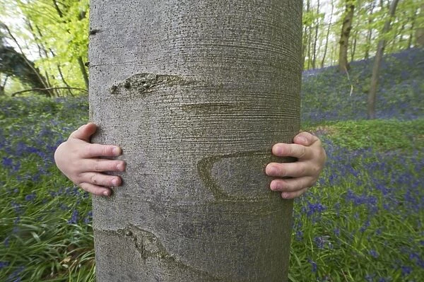 Young boy hugging tree in Bluebell Wood Norfolk May