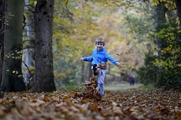 Young boy kicking leaves in woodland autumn Norfolk