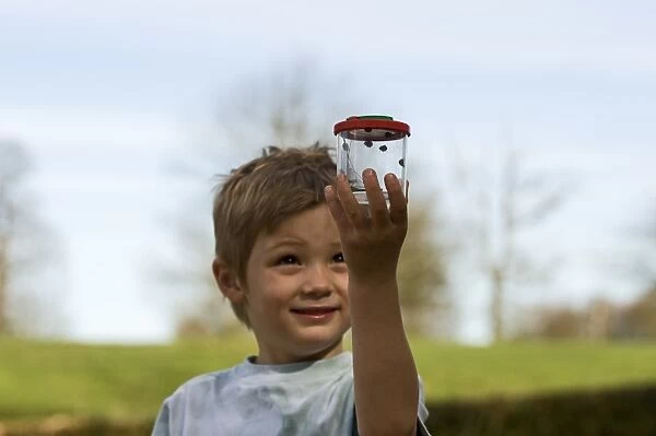 Young boy with ladybirds in a bug box Norfolk spring