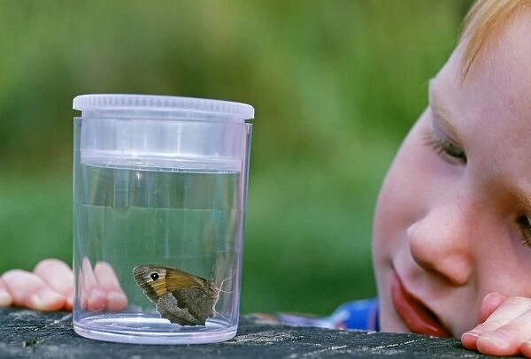 young boy looking at butterfly, Kent, summer