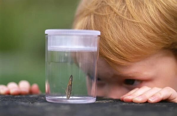 young boy looking at butterfly, Kent, UK, summer