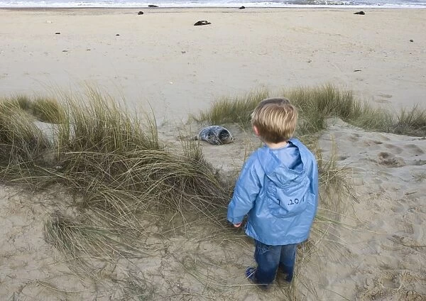 Young boy looking at Grey Seal pup on Norfolk beach autumn