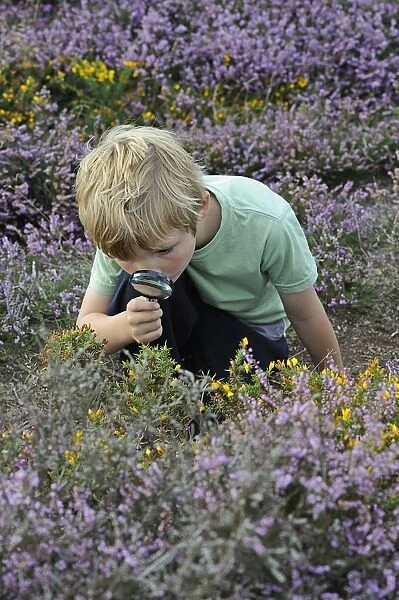 Young boy looking for insects with magnifying glass on heathland in summer Suffolk