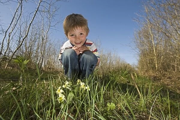 Young boy looking at primroses in woodland in spring Norfolk UK