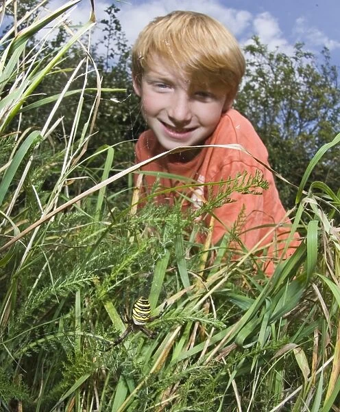 Young boy looking at a Wasp Spider in back garden UK summer
