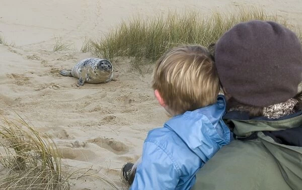 Young boy and mother looking at Grey Seal pup on Norfolk beach autumn