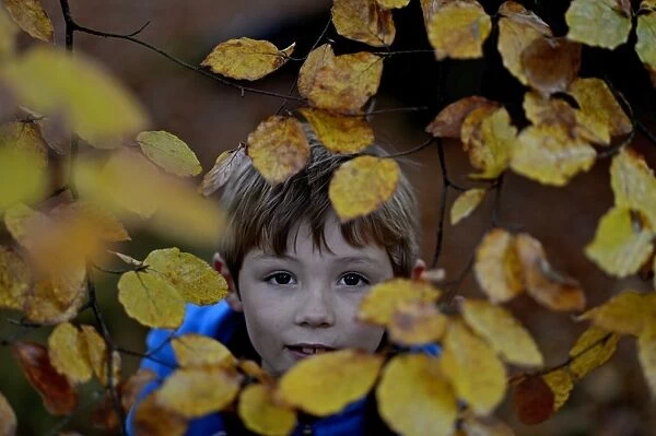 Young boy peeping through beech leaves in woodland in autumn Norfolk
