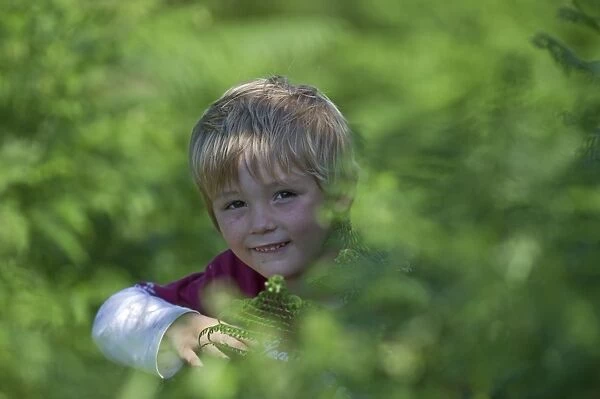 Young boy playing among bracken Norfolk summer