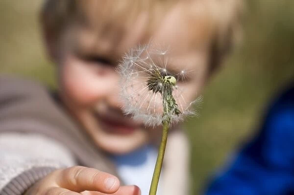 young boy reaching out for dandelion seed head Northumberland spring