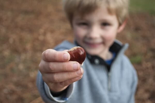 Young boy with Sweet Chestnut Sevenoaks Kent autumn
