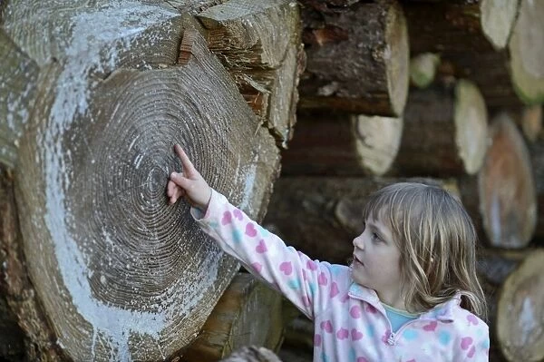 Young girl counting growth rings on log in woodland autumn Norfolk