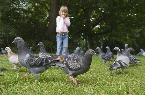 Young girl feeding Feral Pigeons in park Tonbridge Kent summer