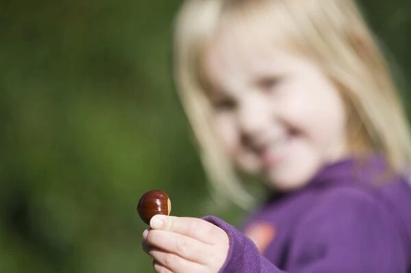 Young girl holding Sweet Chestnut in autumn Norfolk UK