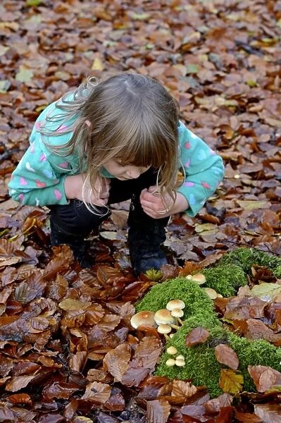 Young girl looking at fungi in autumn Norfolk