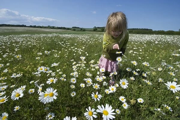 Young girl in Ox-eye Daisy field Norfolk summer