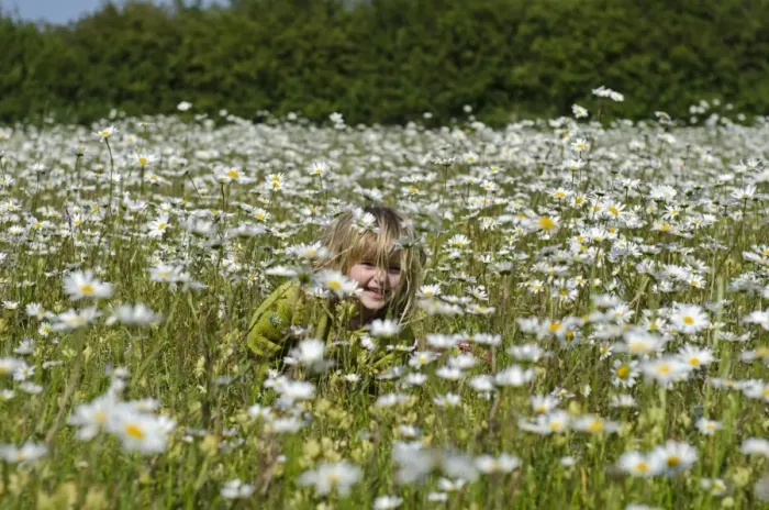 Framed Print : Young girl in Ox-eye Daisy field Norfolk summer Framed Print : Young girl in Ox-eye Daisy field Norfolk summer