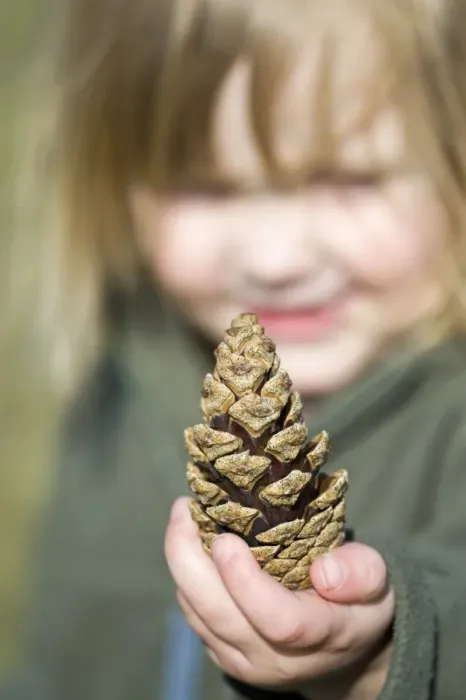 Framed Print : Young girl with pine cone Norfolk April Framed Print : Young girl with pine cone Norfolk April