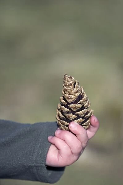 Young girl with pine cone Norfolk April