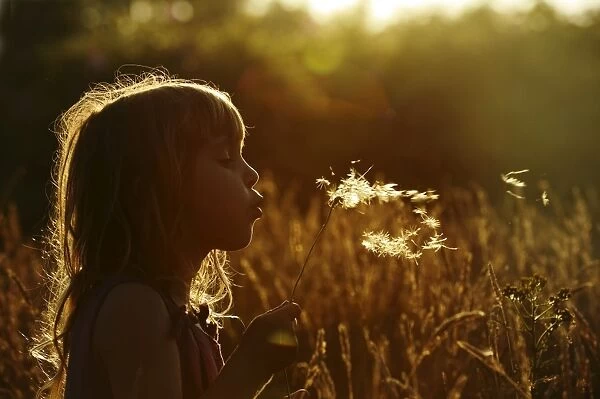 Young girl playing in meadow in late summer Norfolk - Model Released