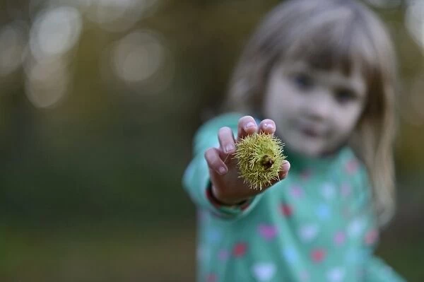 Young girl with Sweet Chestnuts in woodland in autumn Norfolk