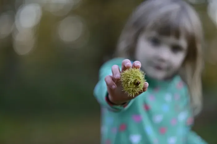 Framed Print : Young girl with Sweet Chestnuts in woodland in autumn Norfolk