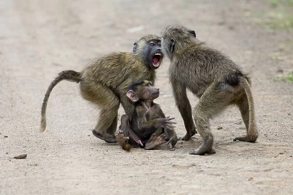 young Olive Baboons playing Kenya